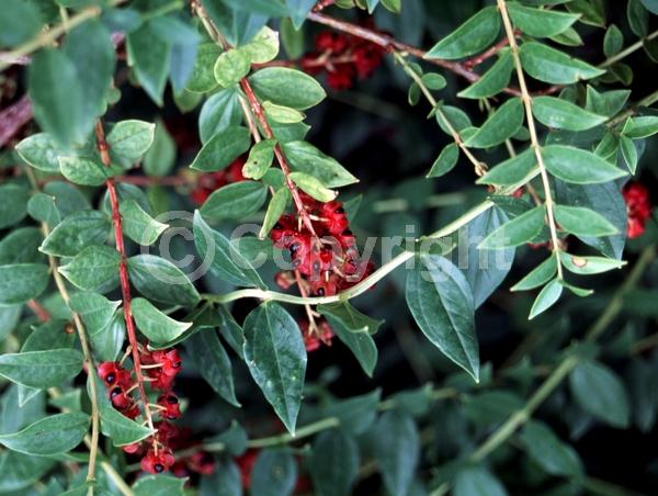 Green blooms; Deciduous