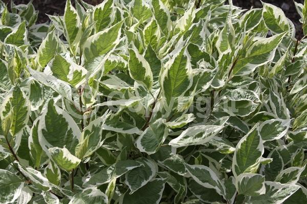 Yellow blooms; White blooms; Deciduous; Broadleaf