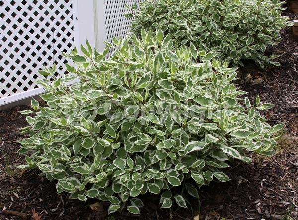 Yellow blooms; White blooms; Deciduous; Broadleaf