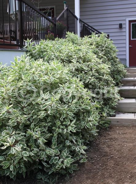 Yellow blooms; White blooms; Deciduous; Broadleaf