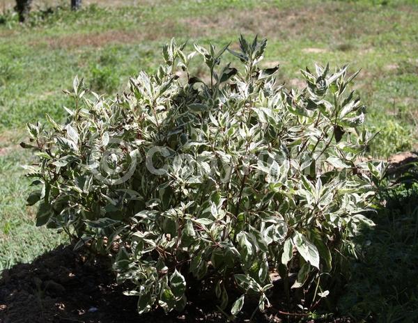 Yellow blooms; White blooms; Deciduous; Broadleaf