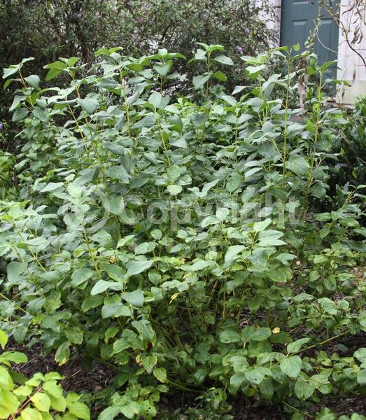 Yellow blooms; White blooms; Deciduous; Broadleaf