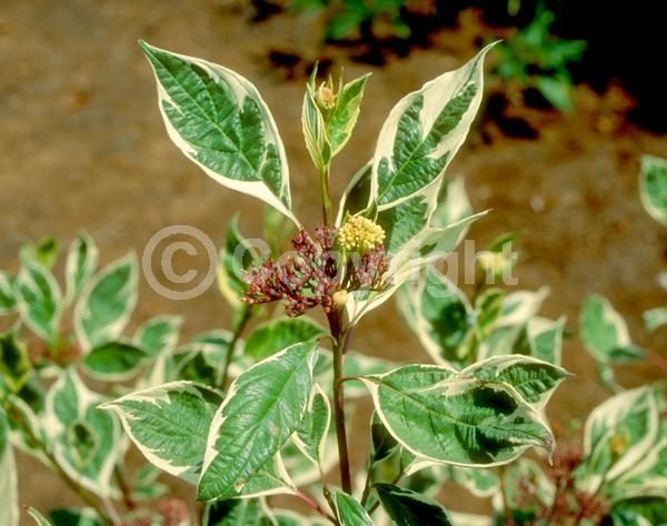 Yellow blooms; White blooms; Deciduous; Broadleaf