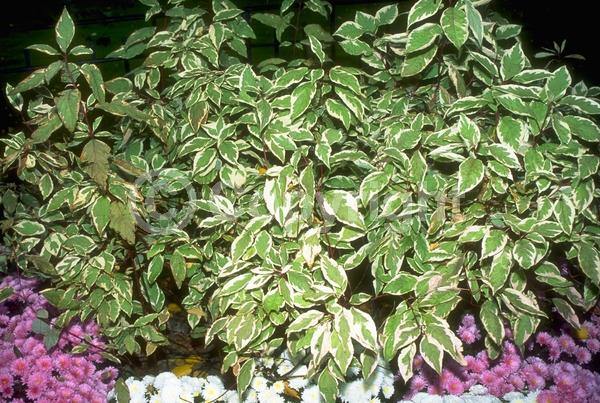 Yellow blooms; White blooms; Deciduous; Broadleaf