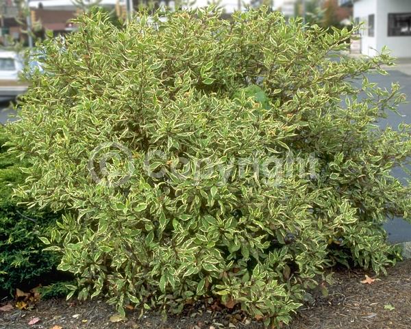 Yellow blooms; White blooms; Deciduous; Broadleaf