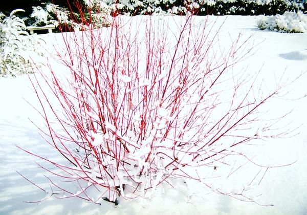 Yellow blooms; White blooms; Deciduous; Broadleaf