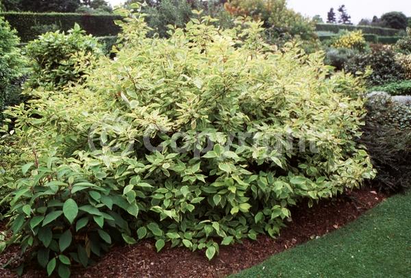 Yellow blooms; White blooms; Deciduous; Broadleaf