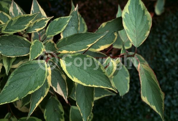 Yellow blooms; White blooms; Deciduous; Broadleaf