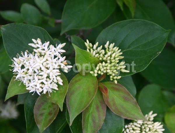 White blooms; Deciduous