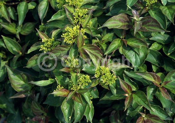 White blooms; Deciduous