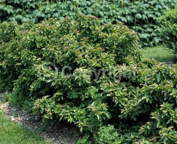 White blooms; Deciduous