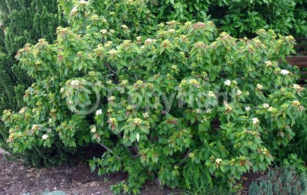 White blooms; Deciduous