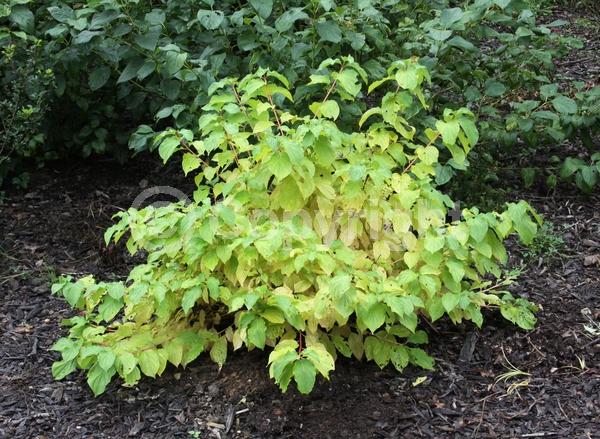 White blooms; Deciduous; Broadleaf