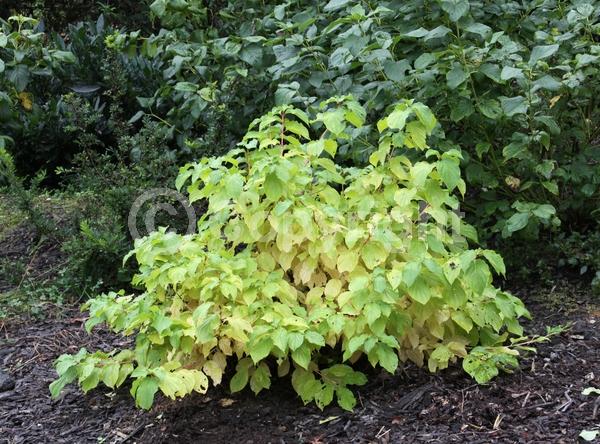 White blooms; Deciduous; Broadleaf