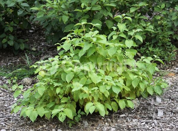White blooms; Deciduous; Broadleaf