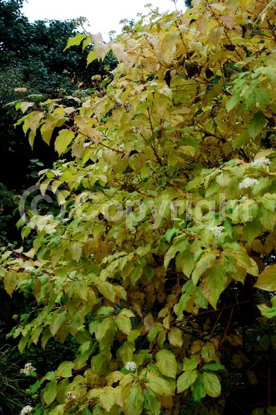 White blooms; Deciduous