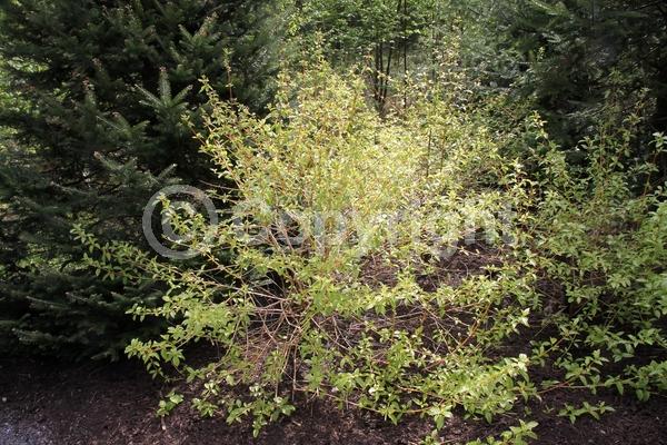 Yellow blooms; White blooms; Deciduous; Broadleaf