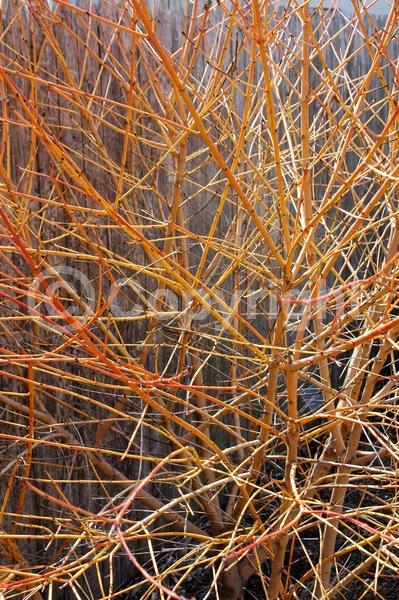 Yellow blooms; White blooms; Deciduous; Broadleaf