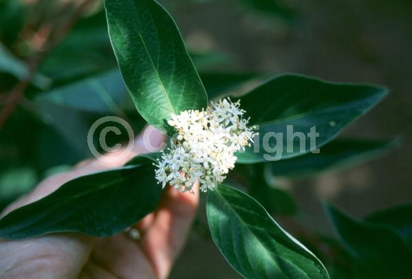 Yellow blooms; White blooms; Deciduous; Broadleaf; North American Native