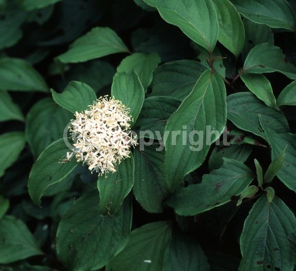 Yellow blooms; White blooms; Deciduous; Broadleaf; North American Native