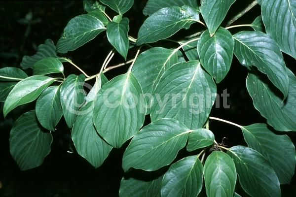 Yellow blooms; White blooms; Deciduous; Broadleaf; North American Native