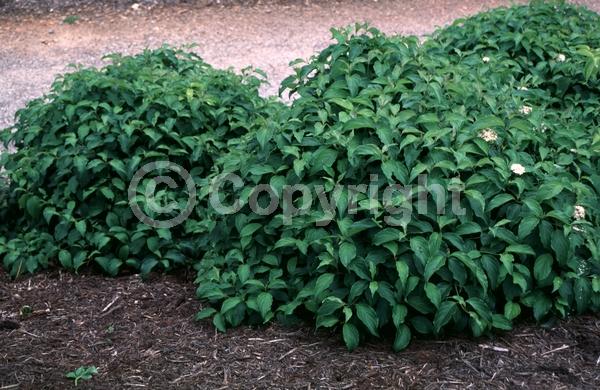 Yellow blooms; White blooms; Deciduous; Broadleaf; North American Native