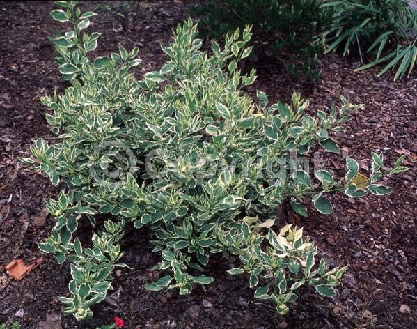 White blooms; Deciduous; Broadleaf