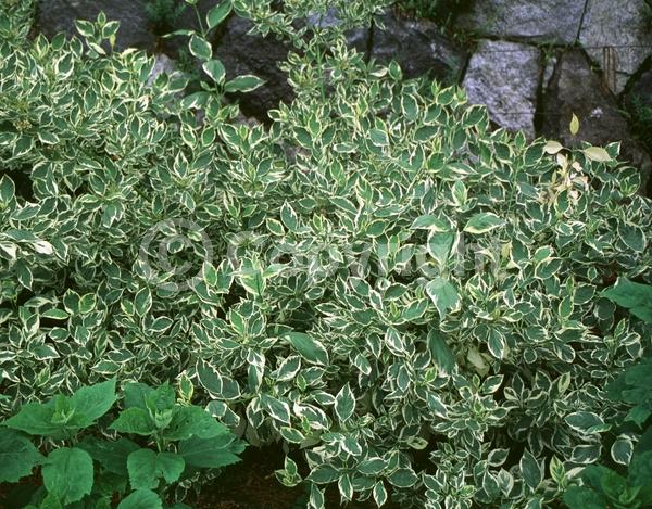 White blooms; Deciduous; Broadleaf