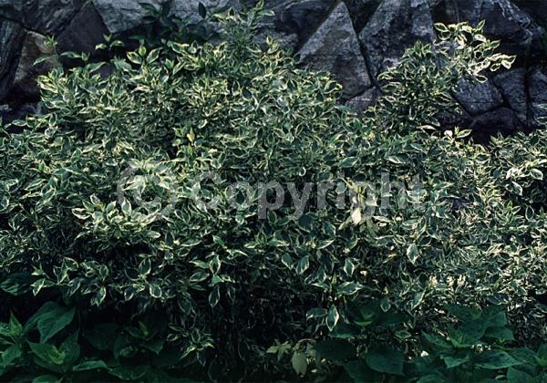 White blooms; Deciduous; Broadleaf