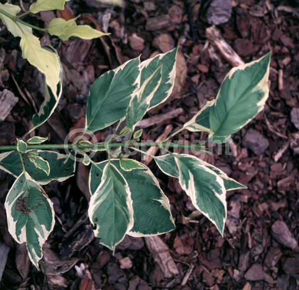 White blooms; Deciduous; Broadleaf