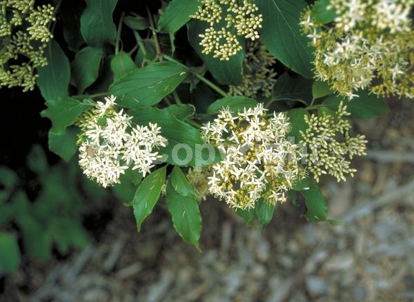 Yellow blooms; White blooms; Deciduous; Broadleaf; North American Native