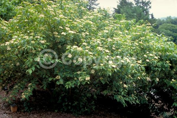 Yellow blooms; White blooms; Deciduous; Broadleaf; North American Native