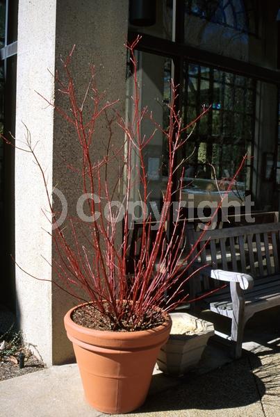 Yellow blooms; White blooms; Deciduous; Broadleaf; North American Native
