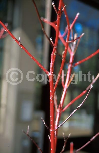 Yellow blooms; White blooms; Deciduous; Broadleaf; North American Native