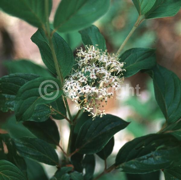 Yellow blooms; White blooms; Deciduous; Broadleaf; North American Native