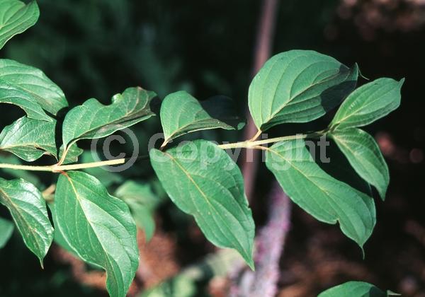Yellow blooms; White blooms; Deciduous; Broadleaf; North American Native