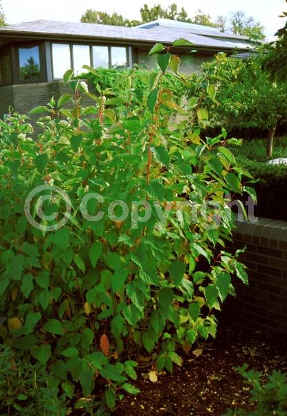Yellow blooms; White blooms; Deciduous; Broadleaf; North American Native