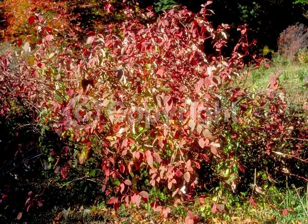 Yellow blooms; White blooms; Deciduous; Broadleaf; North American Native