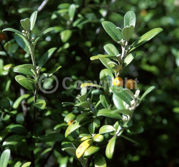 Yellow blooms; Evergreen