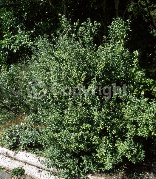 Yellow blooms; Evergreen