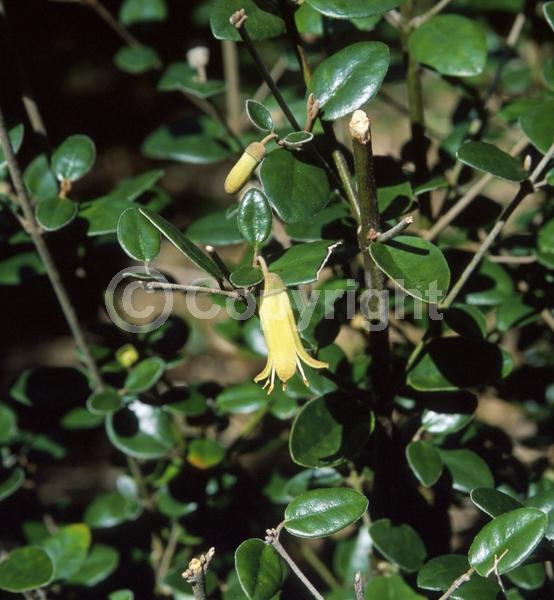 Yellow blooms; Evergreen; Broadleaf