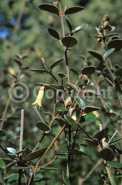 Yellow blooms; Evergreen; Broadleaf