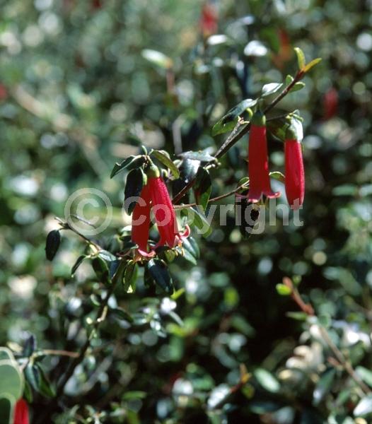 Red blooms; Evergreen; Broadleaf