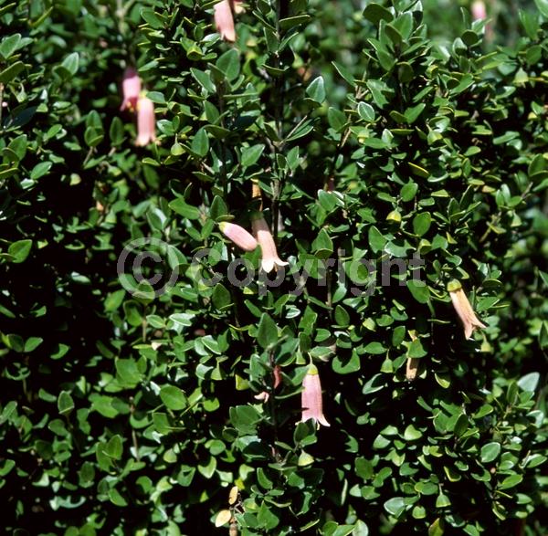 Pink blooms; Evergreen