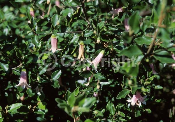 Pink blooms; Evergreen