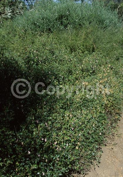 Pink blooms; Evergreen