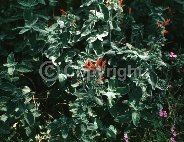 Pink blooms; Evergreen