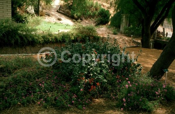 Pink blooms; Evergreen