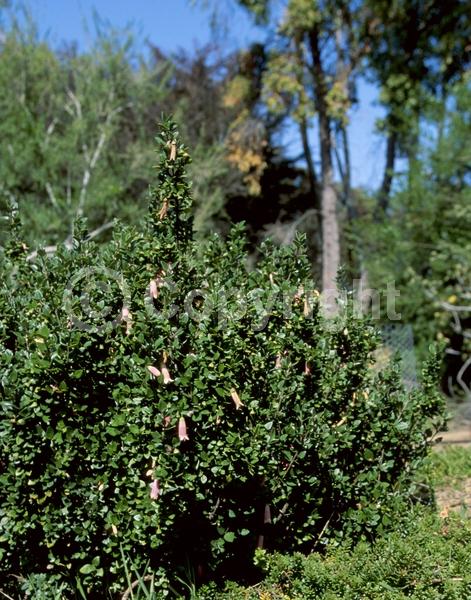 Pink blooms; Evergreen