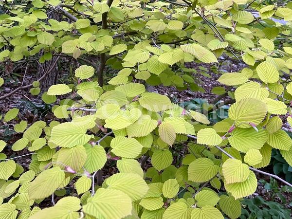 Yellow blooms; Deciduous